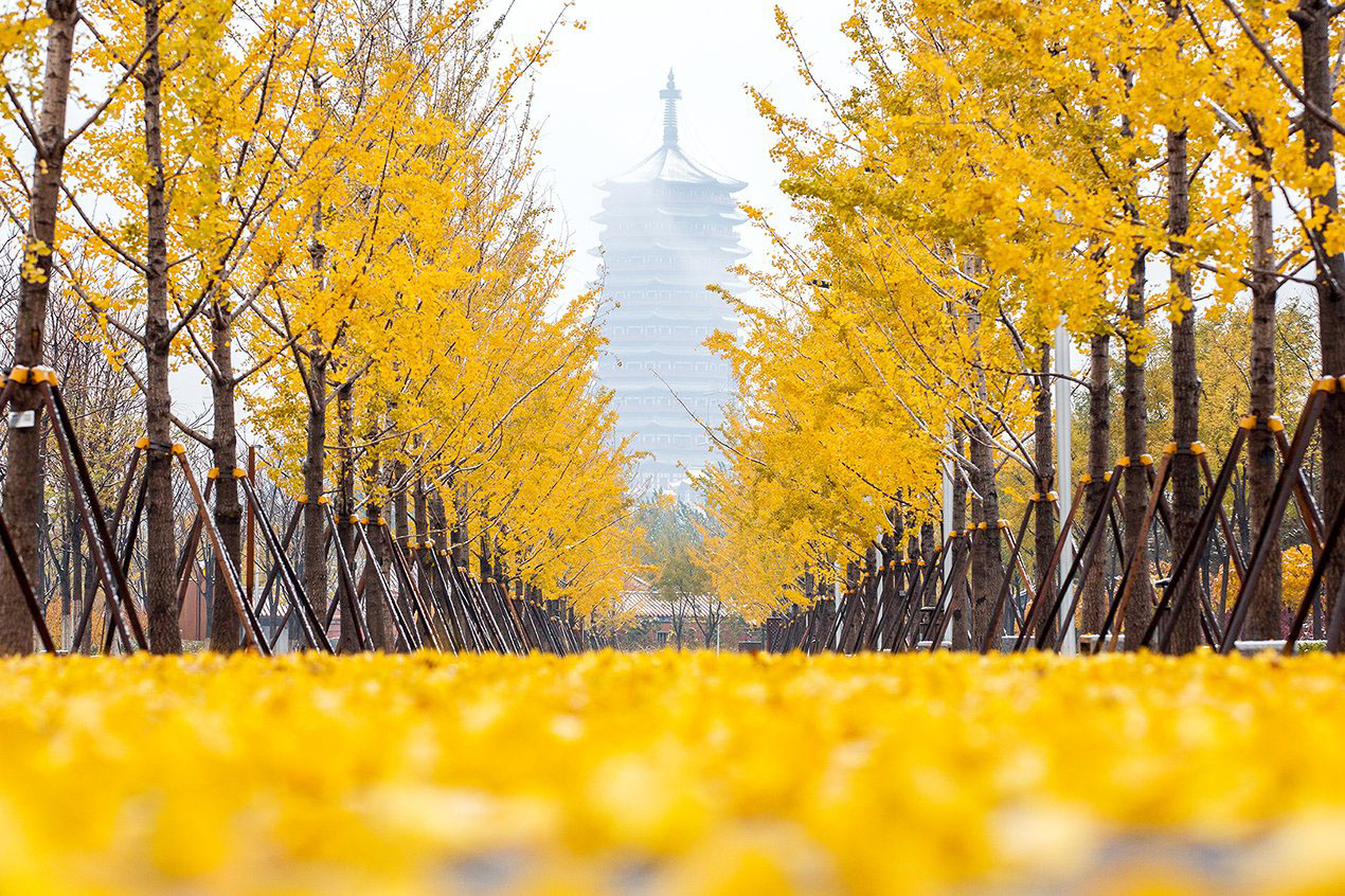 đại lộ diaoyutai ginkgo vào mùa thu