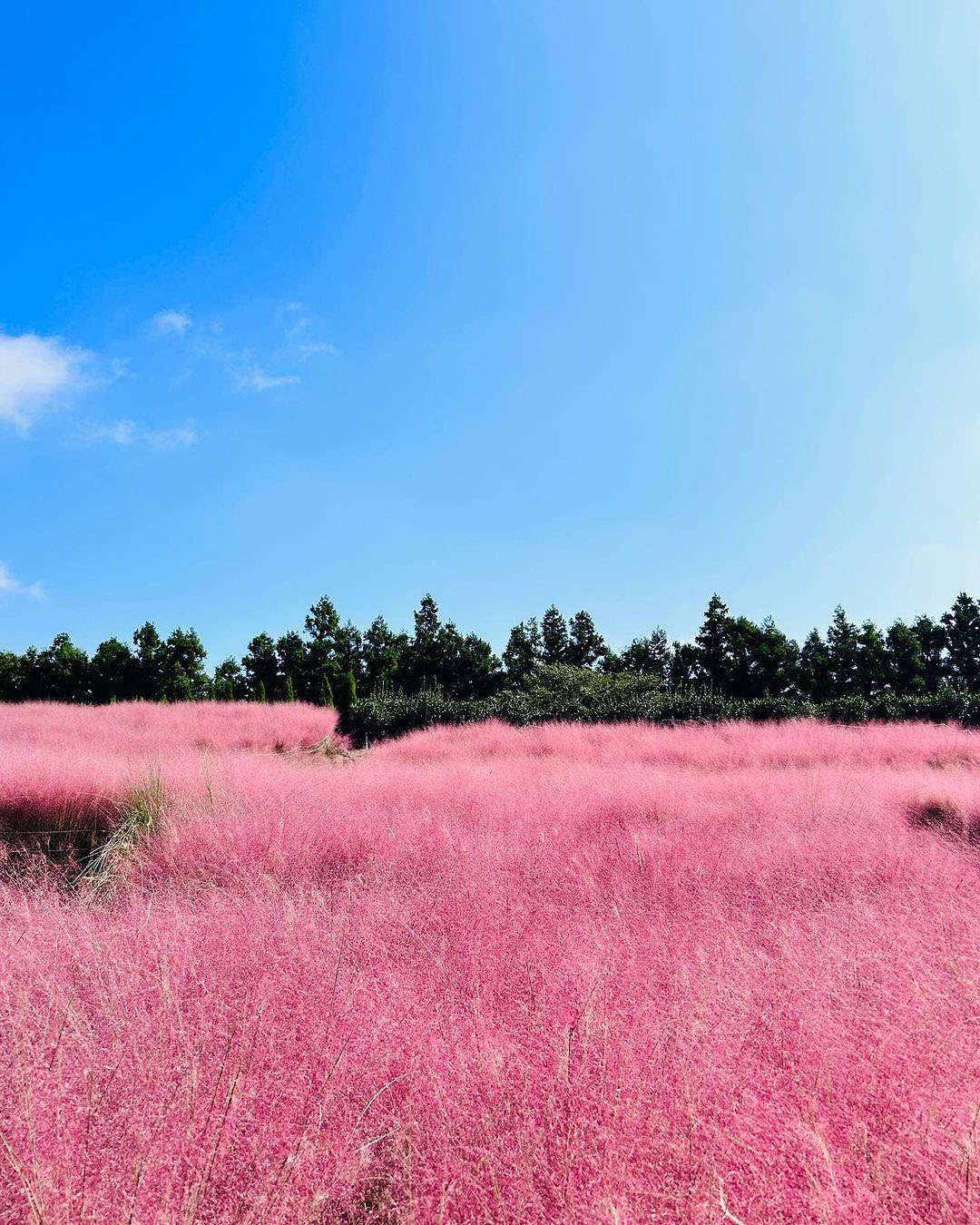 đồng cỏ hồng công viên hueree