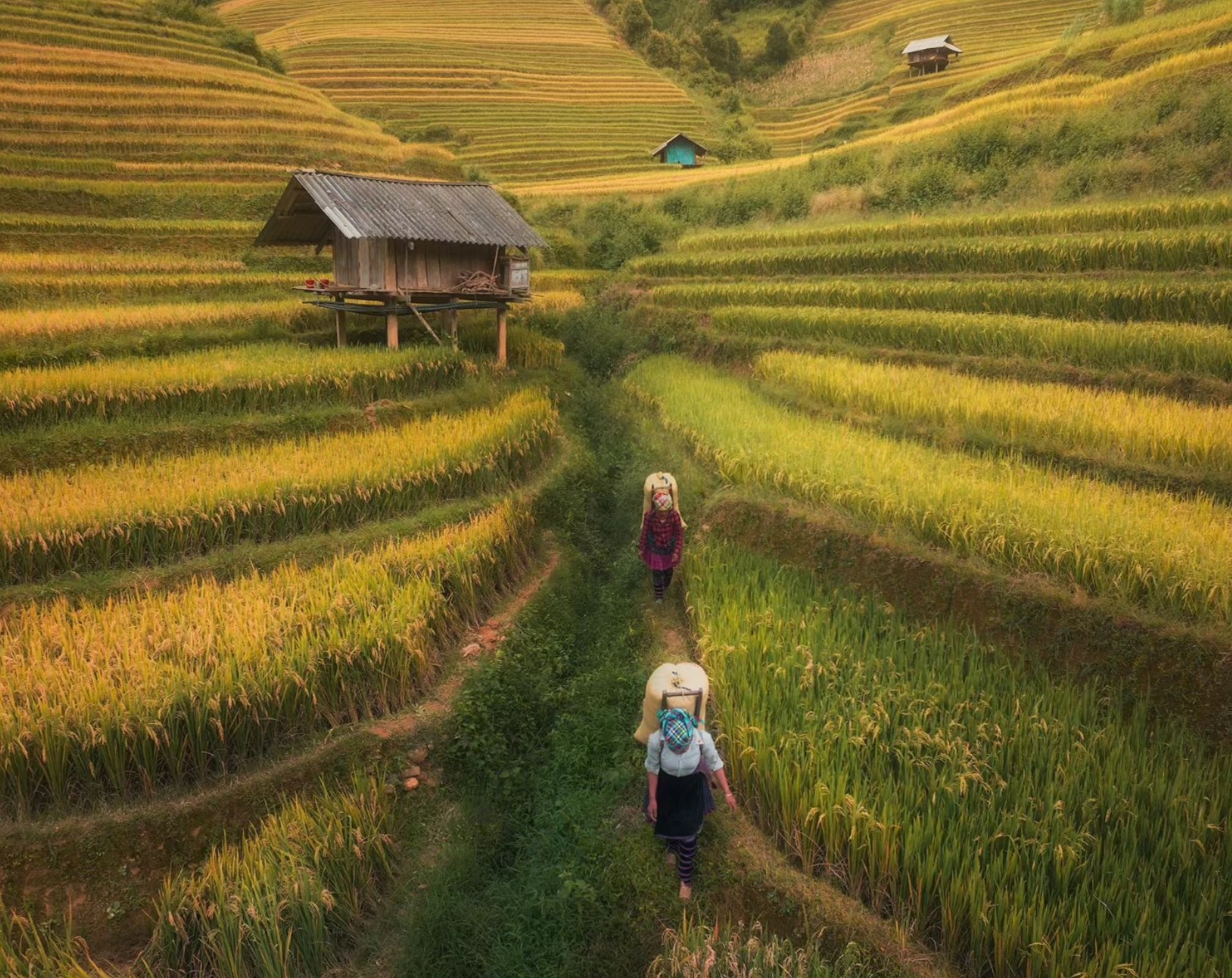 Ruộng bậc thang Mù Cang Chải Yên Bái 