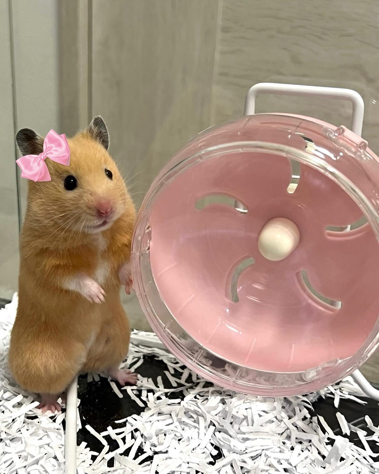 Bánh xe cho hamster