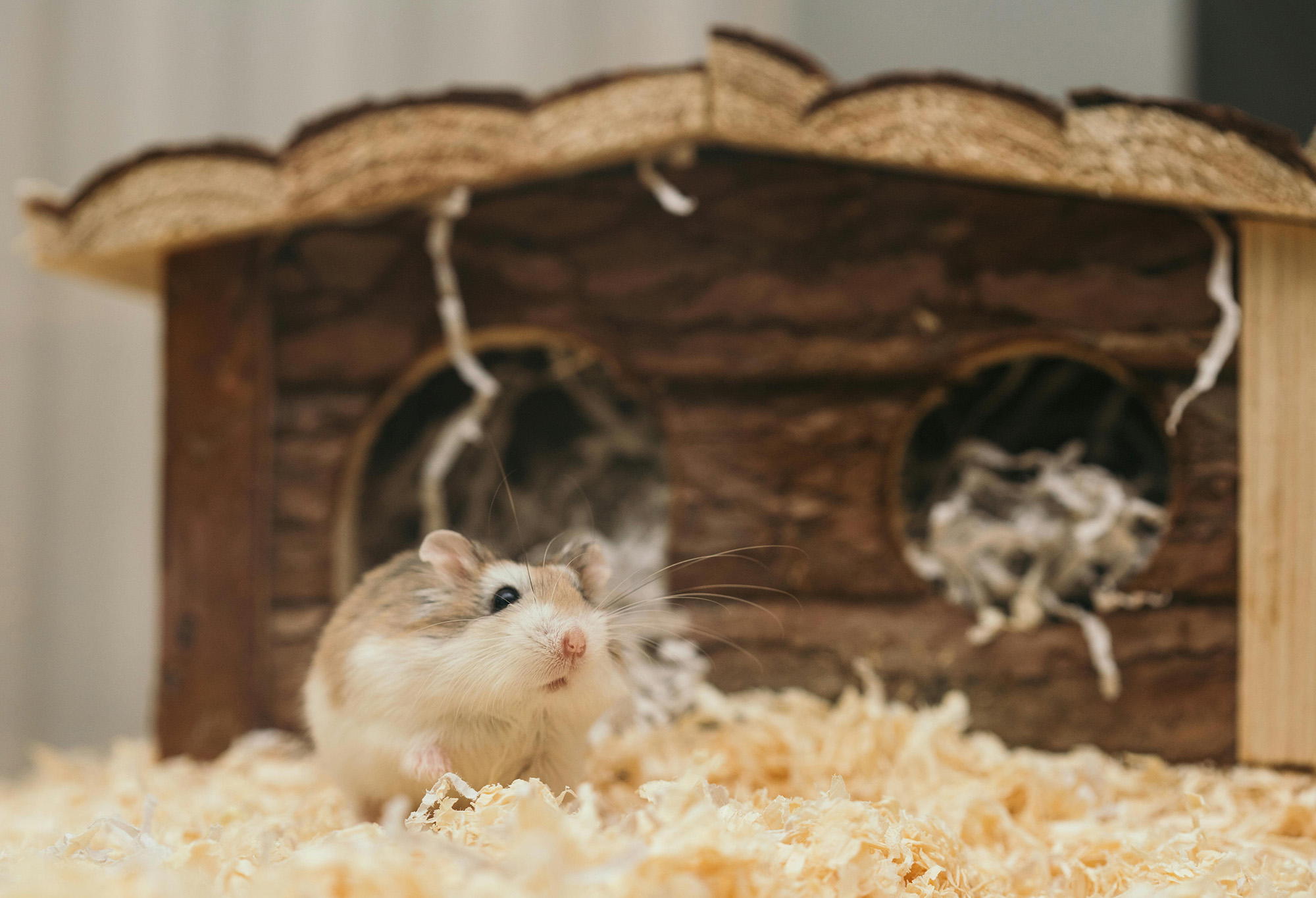 Chuột hamster