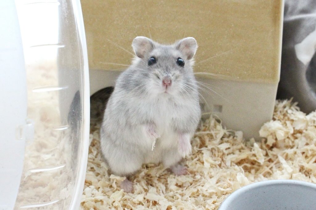 Lót chuồng hamster