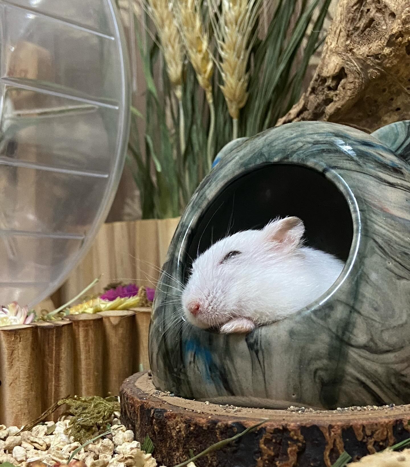 Nhà ngủ hamster