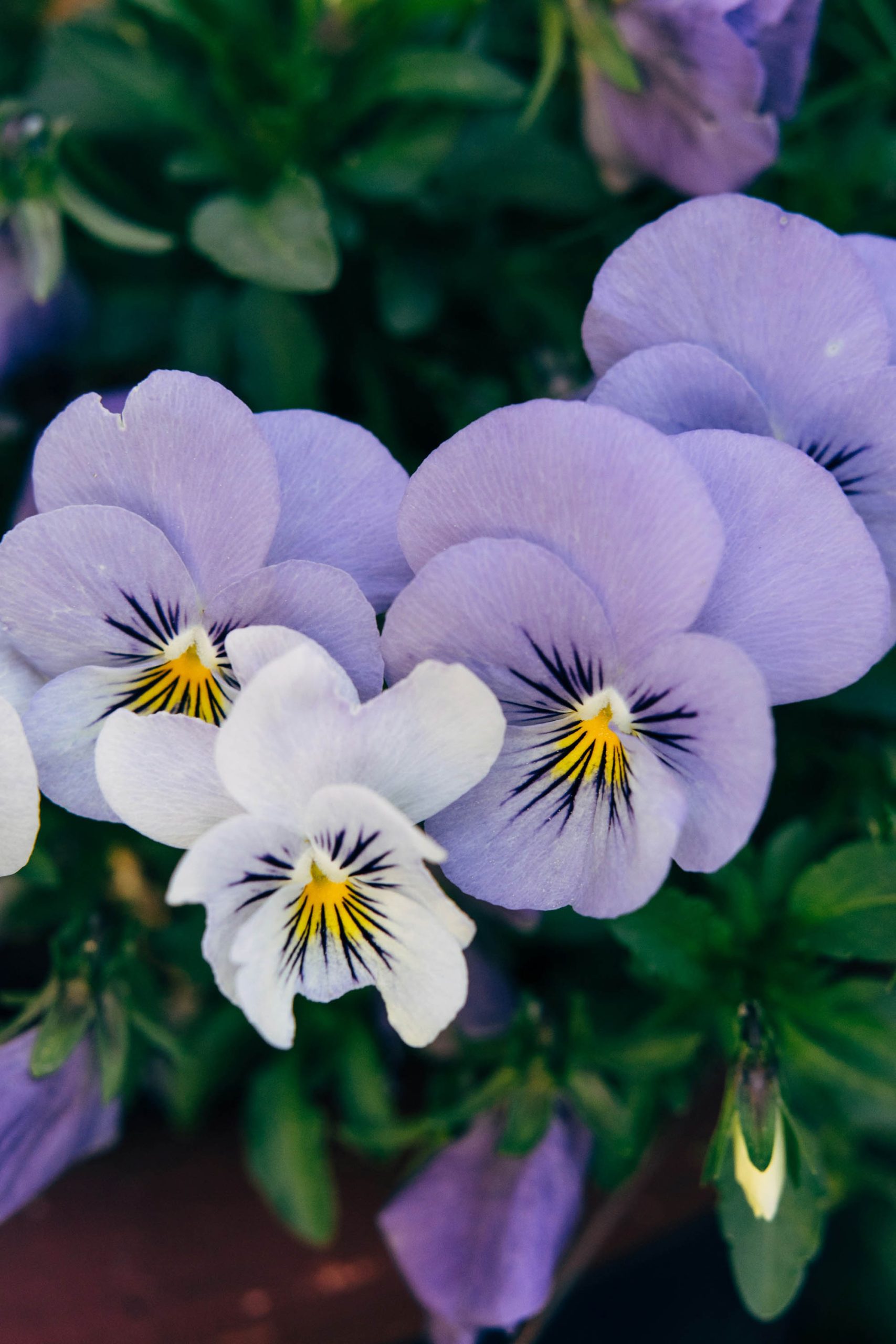 pansy cho cung hoàng đạo