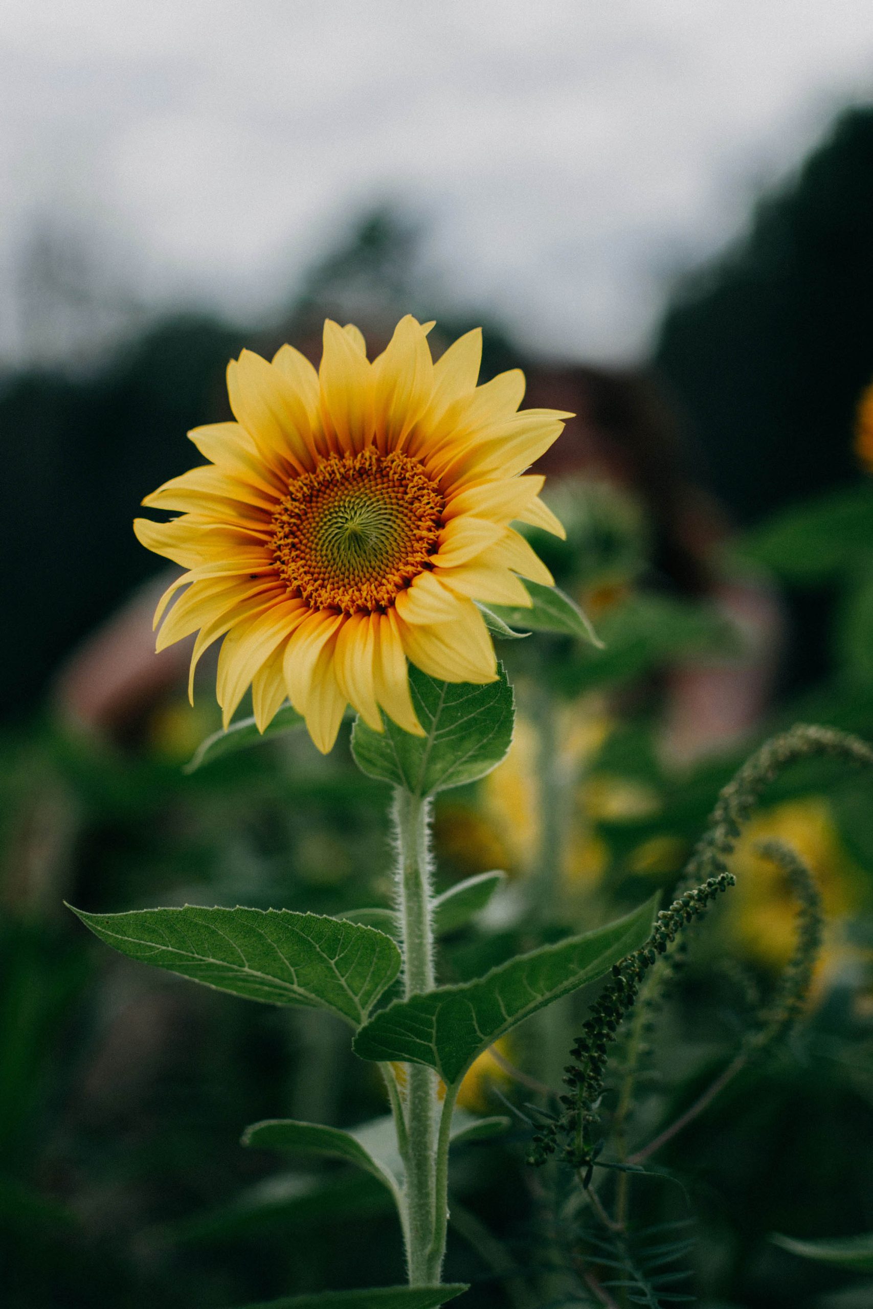 sun flower