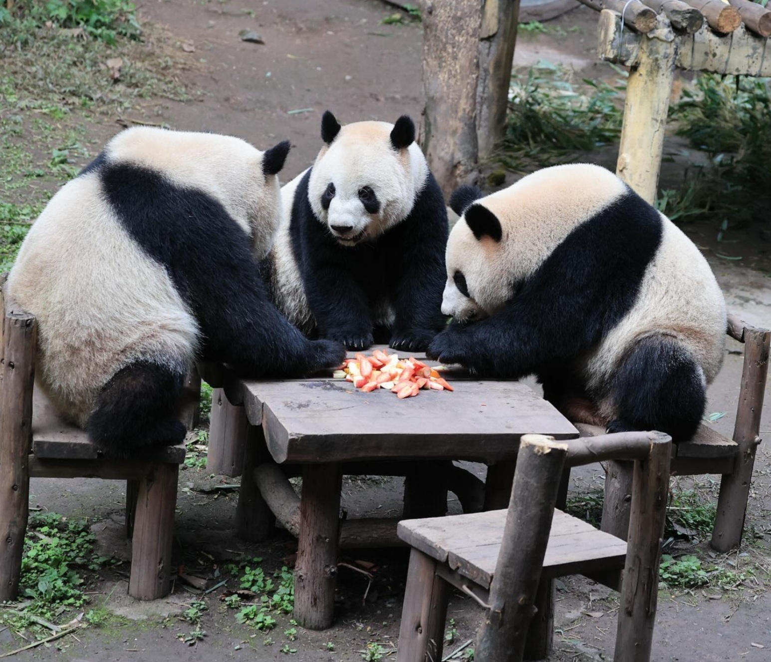 Sở thú trùng khánh