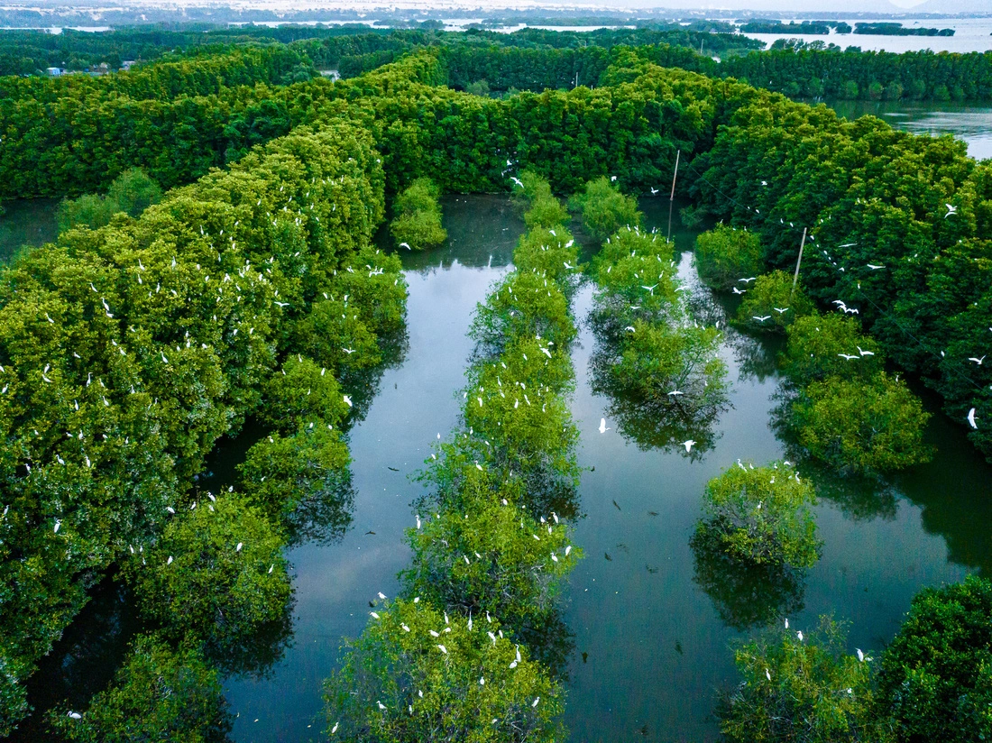 Cồn Chim du lịch Quy Nhơn