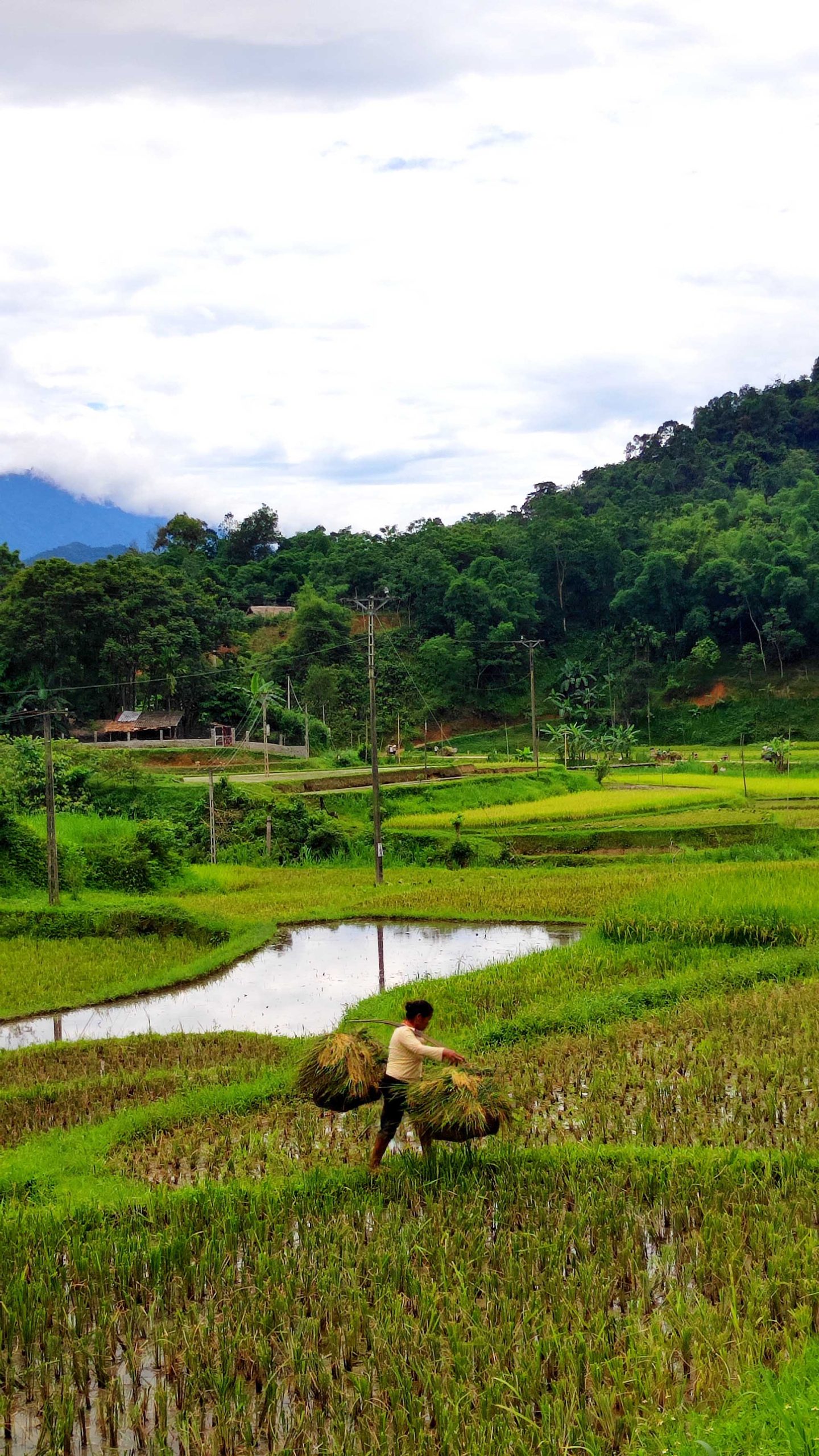 Pù Luông ruộng bậc thang bản Hiêu