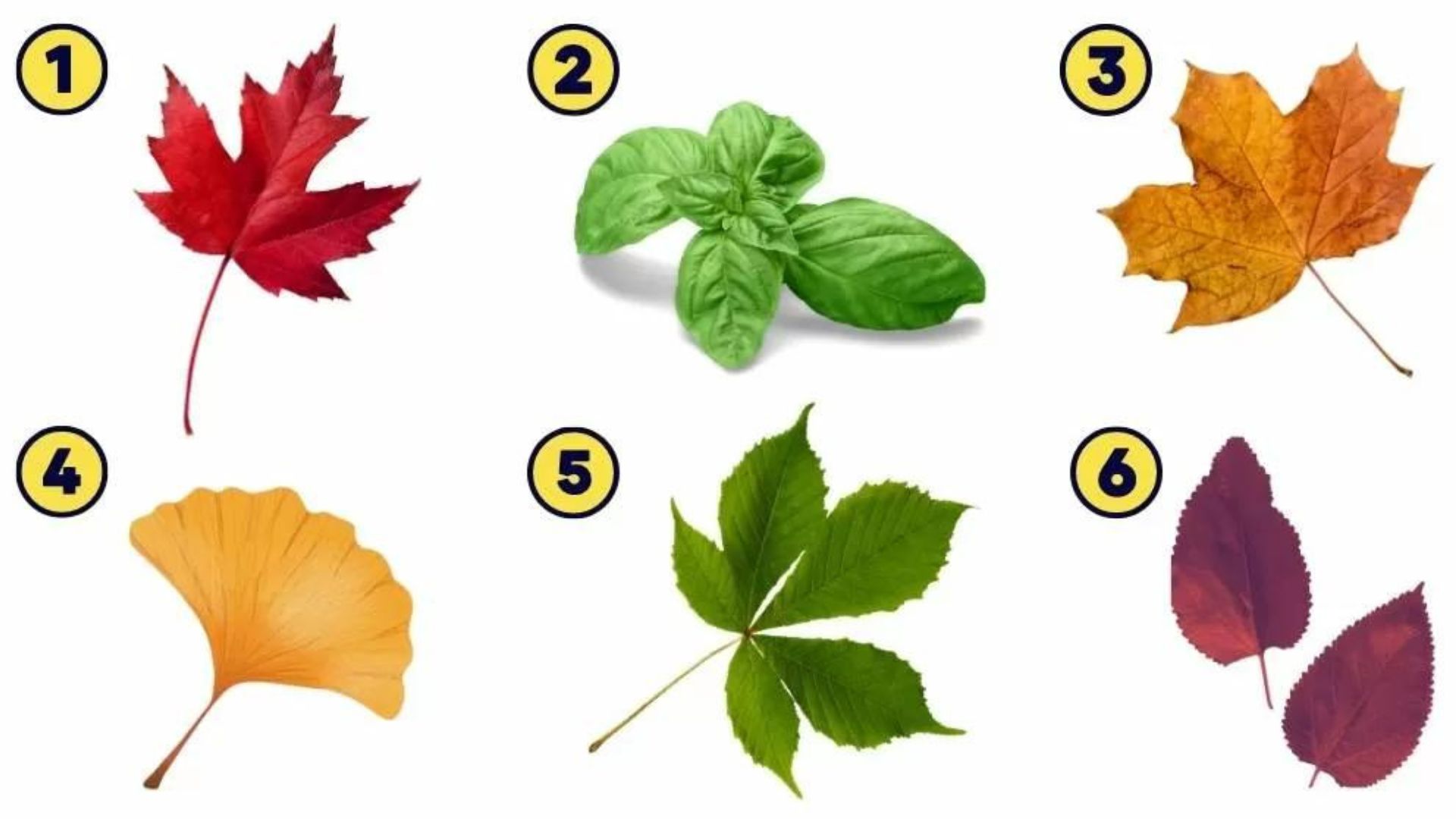 trắc nghiệm chiếc lá cây