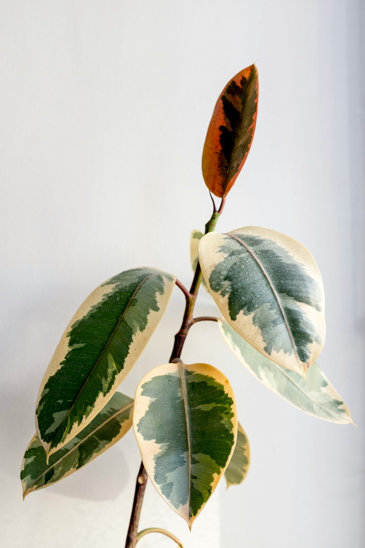 đa búp đỏ phong thuỷ